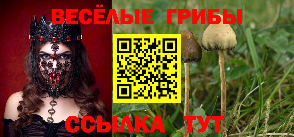 Королёв  Псилоцибиновые грибы GOLDEN TEACHER  Галлюциногенные грибы Cubensis  Вход с VPN 
